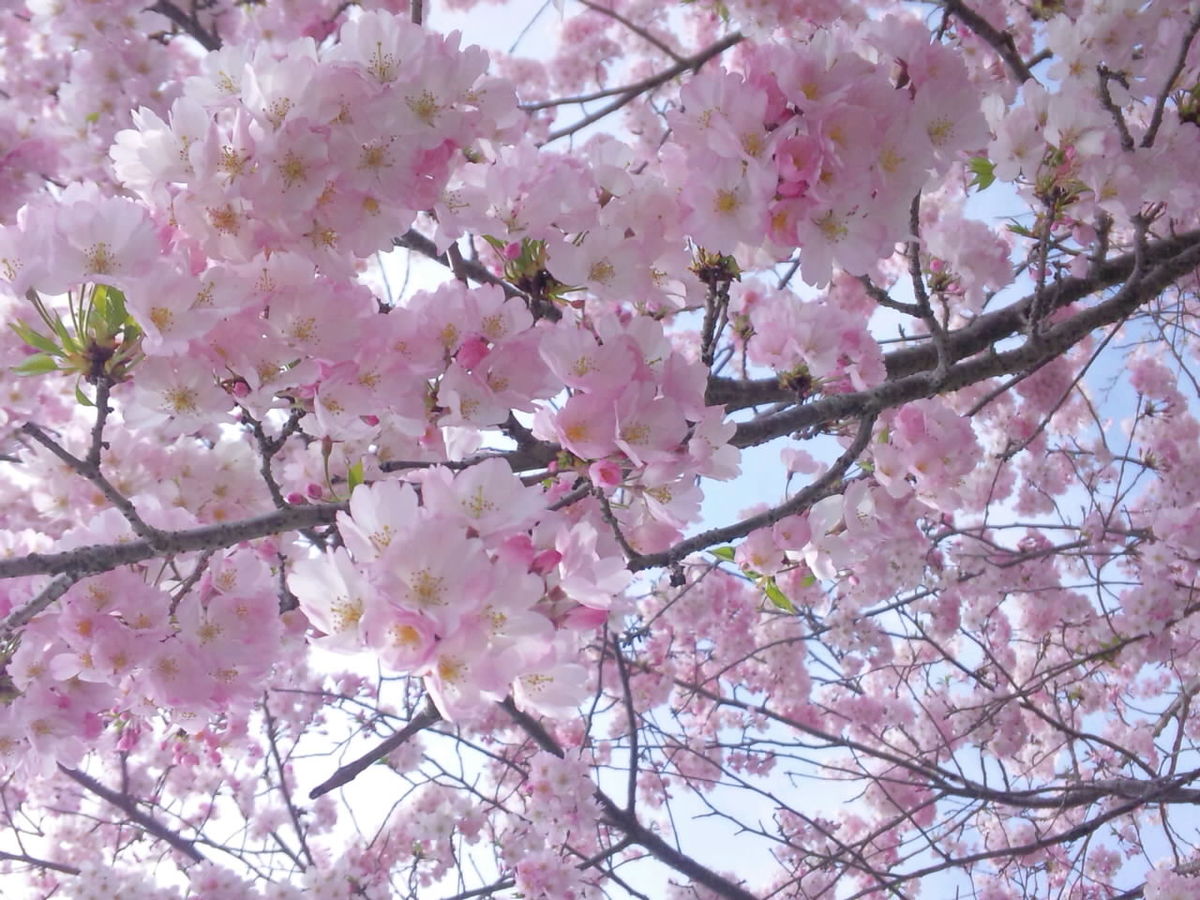 桜満開の入園式